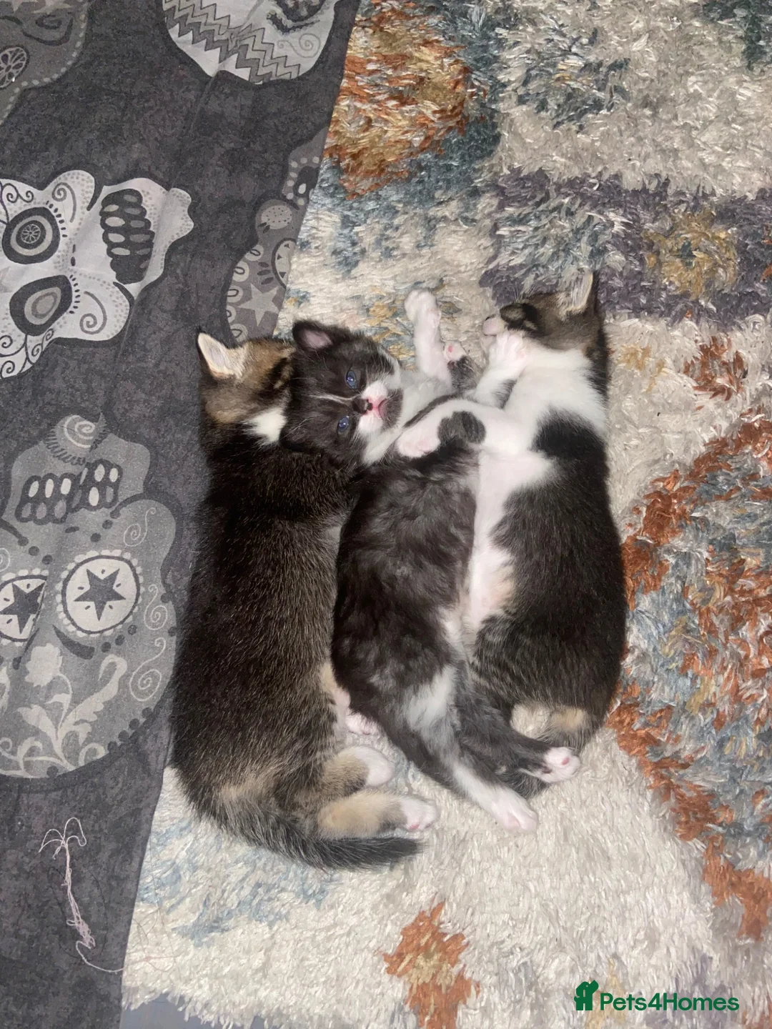 Mixed Breed cats for sale: 2 Adorable kittens - Advert 2