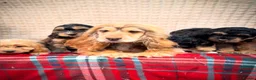 Cockapoo dogs for sale: STUNNING COCKAPOO PUPPIES READY NOW  - Advert 8