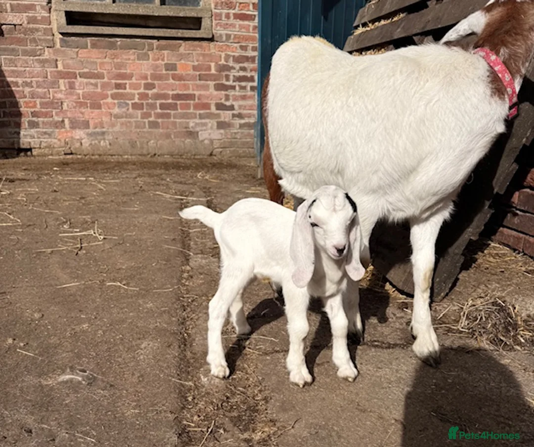 Goats livestock for sale: Nubian/ Boer/ Sanaan cross  - Advert 2