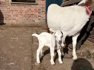 Goats livestock Nubian/ Boer/ Sanaan cross - Advert 5