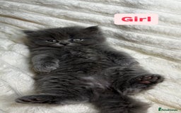 British Longhair cats for sale: British Long/Short Hair Adorable Kittens - Advert 17