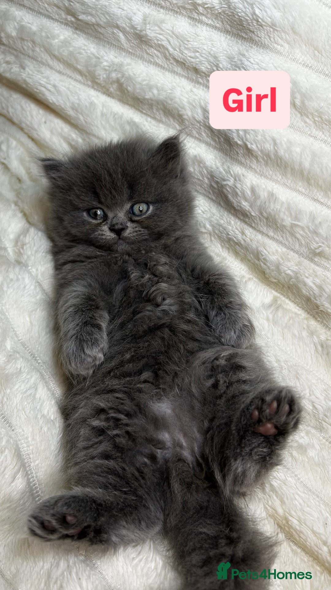 British Longhair cats for sale: British Long/Short Hair Adorable Kittens - Advert 17