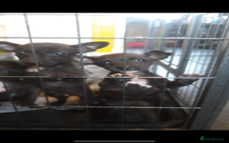 Patterjack dogs for sale: 6 Beautiful Paterjack puppies available  - Image 1