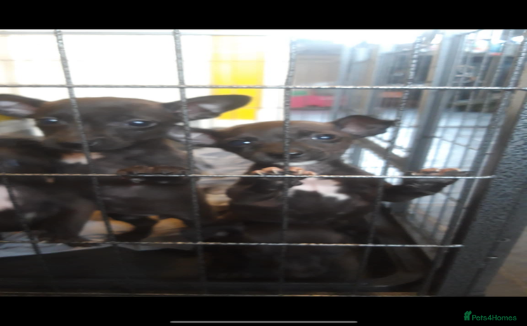 Patterjack dogs - Advert 1