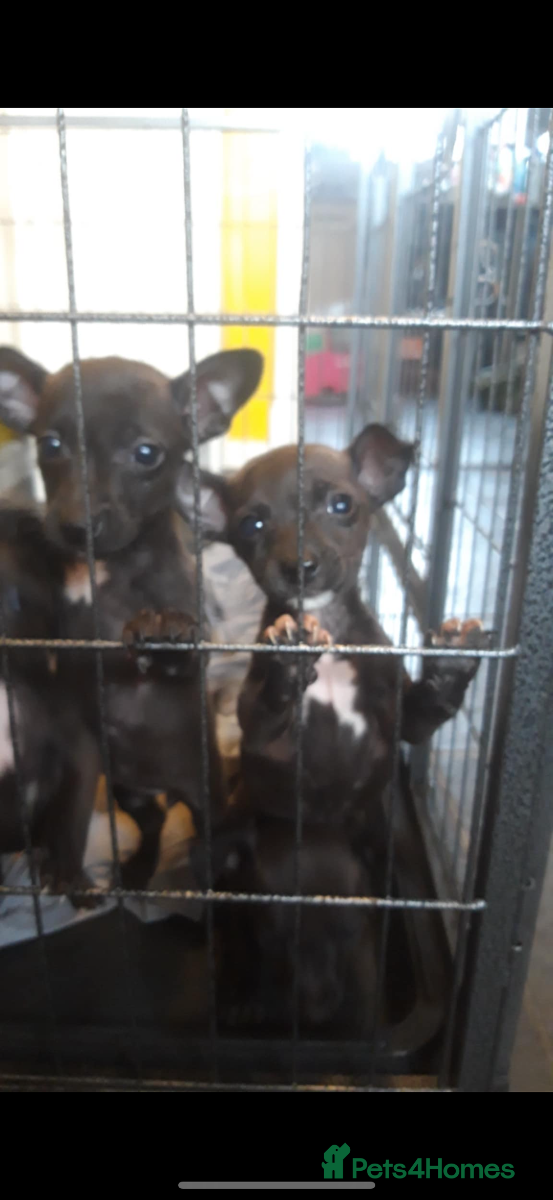 Patterjack dogs for sale: 6 Beautiful Paterjack puppies available  - Image 1