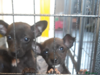 Patterjack dogs - Advert 4