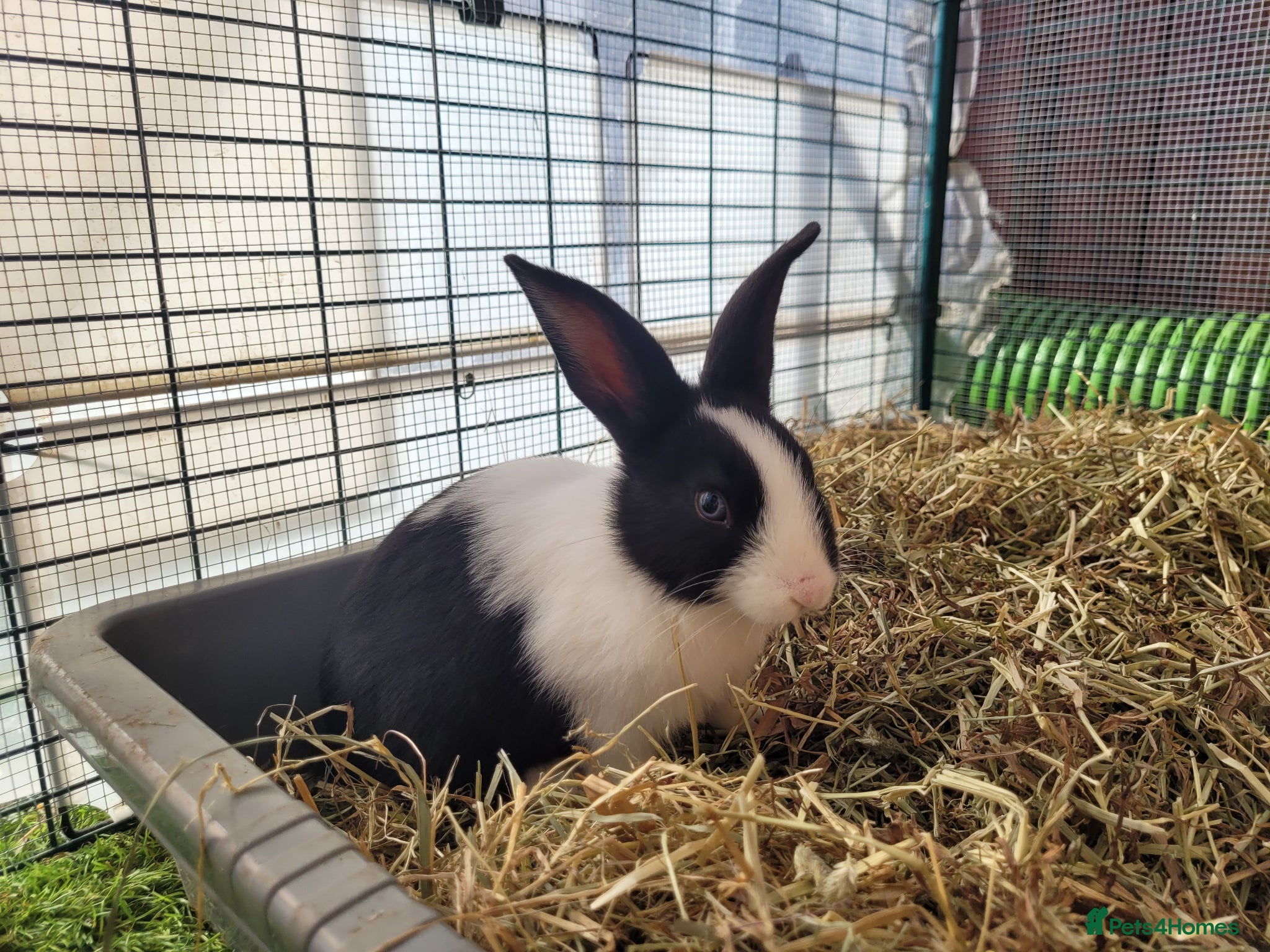 Mini Lop rabbits for sale: Adorable Mini Lop Mix Rabbits - READY JUNE 11TH - Advert 19