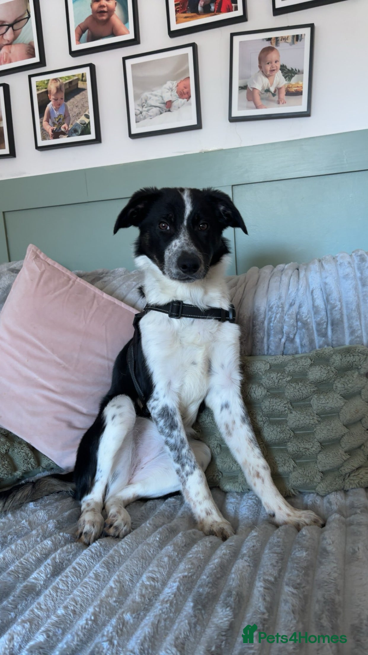 Border Collie dogs 5 month old border collie  - Advert 2