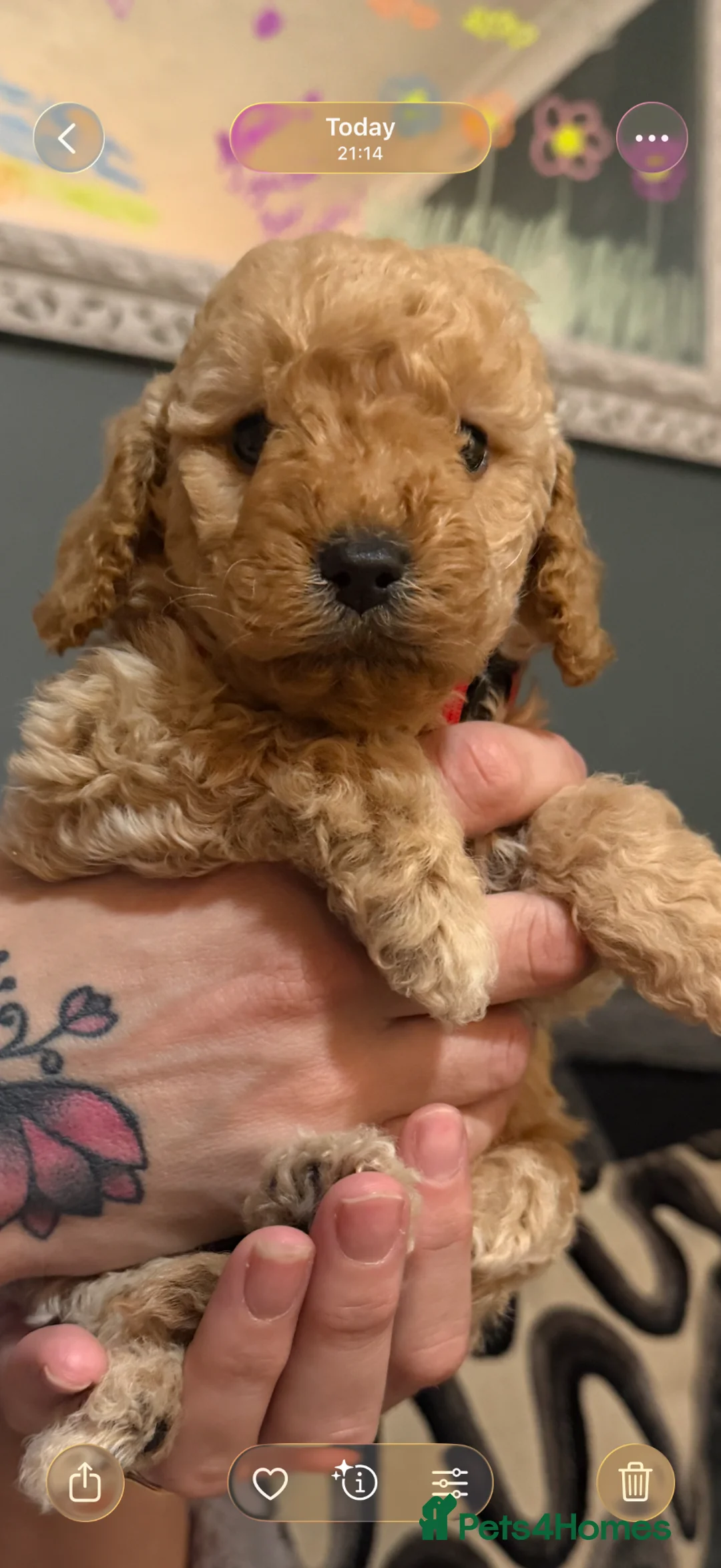 Labradoodle dogs for sale: Adorable miniature multigenerational Labradoodle  in Dereham - Advert 2