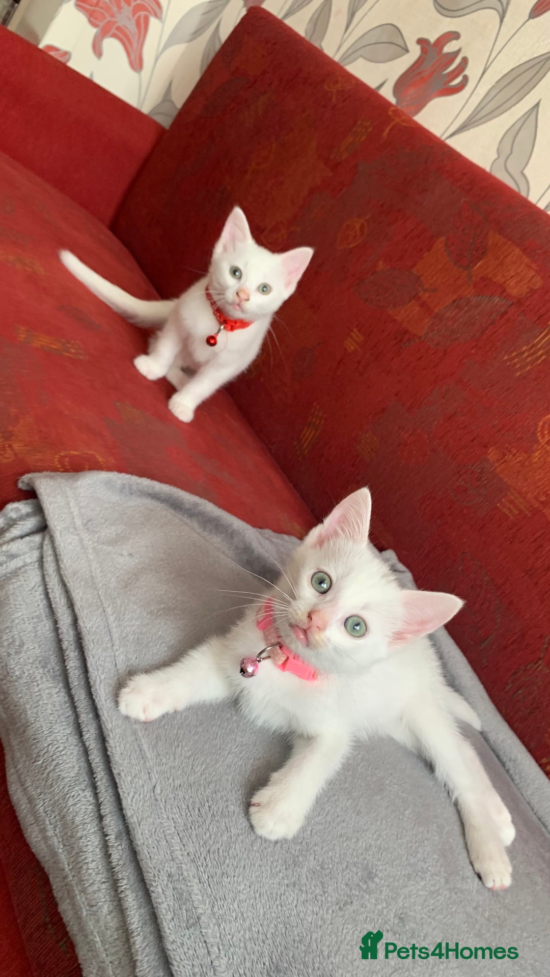 Mixed Breed cats for sale: White Gray and Ragdoll Kittens - Image 31