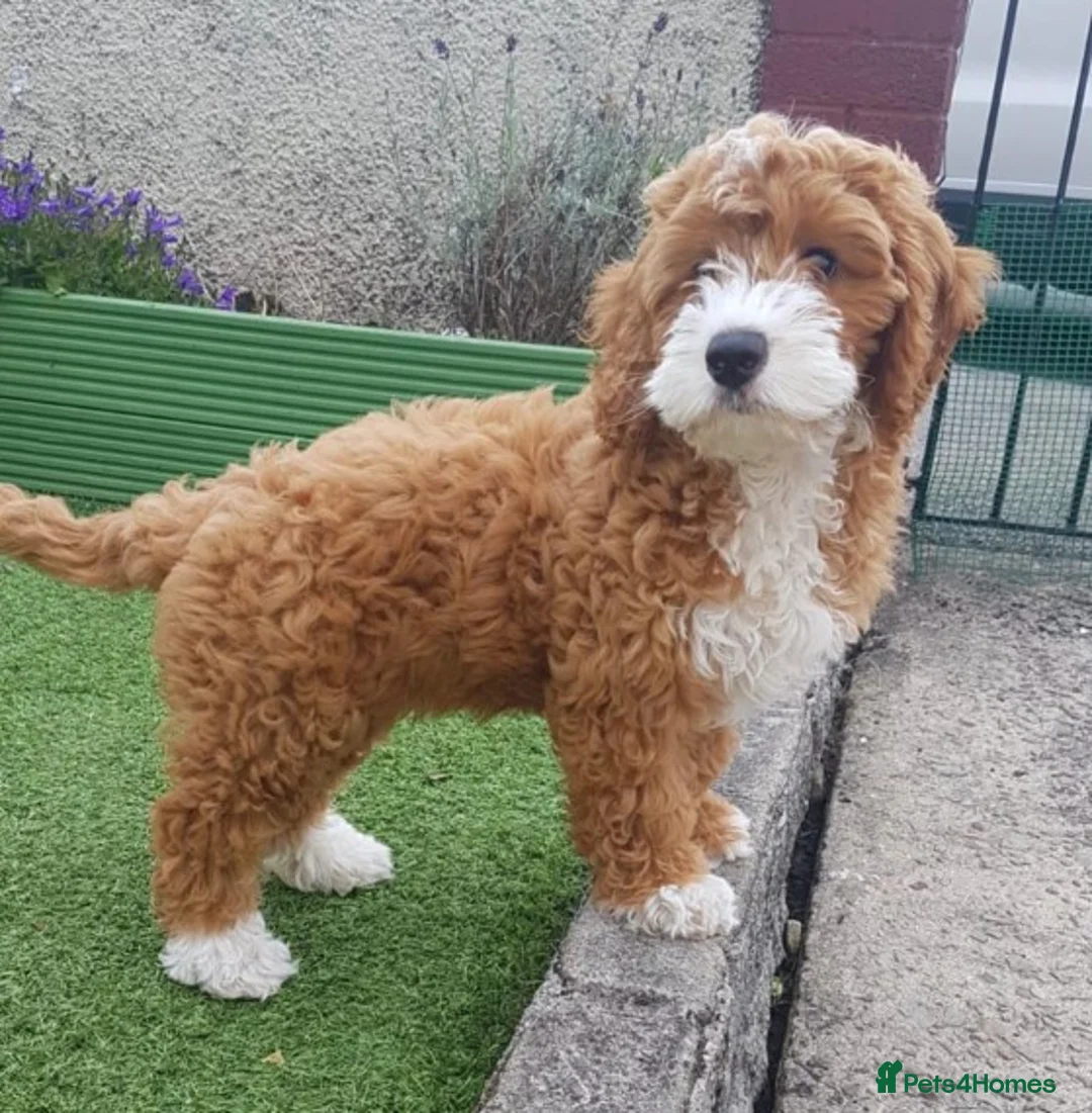 Toy Poodle dogs for stud: Amazing deep dark red. Kc registered dna clear in Porth - Advert 10