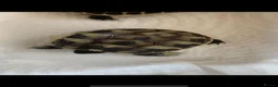 Hermann Tortoise reptiles for sale: Baby hermann tortoises  - Advert 4