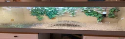 Hermann Tortoise reptiles for sale: This Charlie 7yrs old Hermanns Tortoise.  in Bridgend - Advert 2