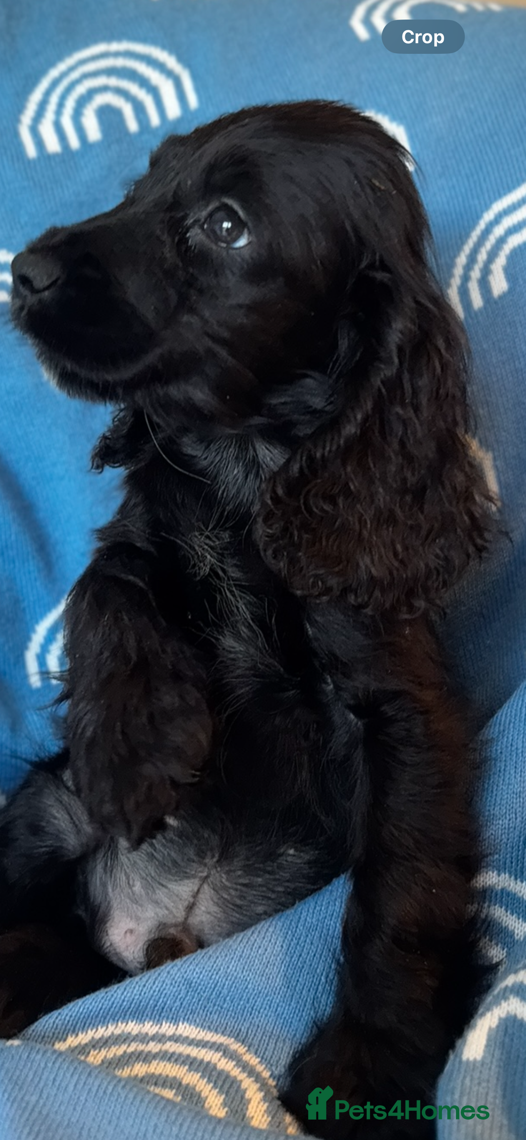 Cocker Spaniel dogs for sale: Cute cocker spaniels  - Advert 4