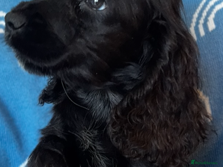 Cocker Spaniel dogs Cute cocker spaniels LAST 2 - Advert 13