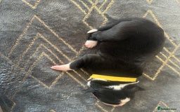 Mixed Breed dogs for sale: Welsh collies X Border collie - Image 8