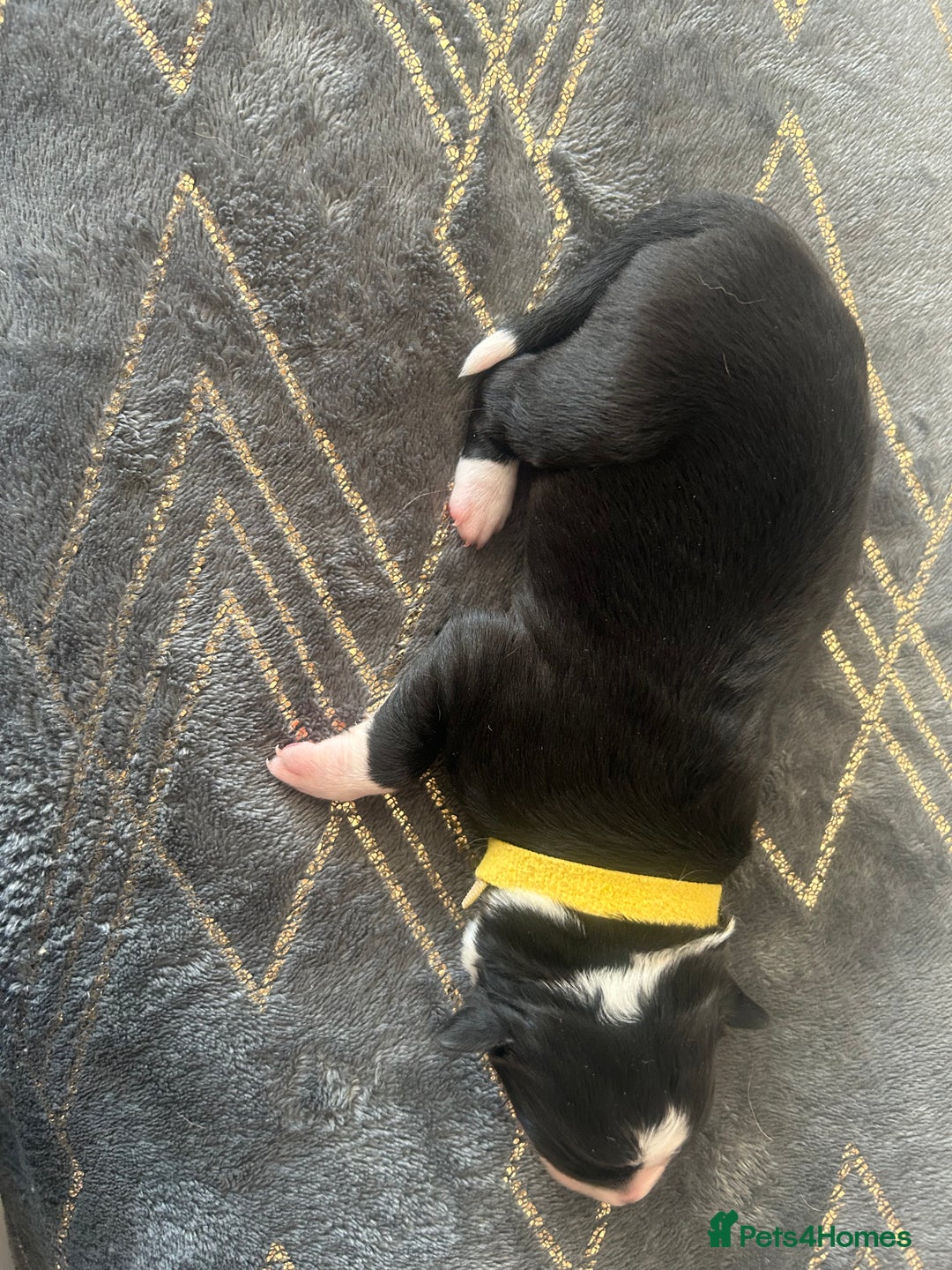 Mixed Breed dogs for sale: Welsh collies X Border collie - Image 8