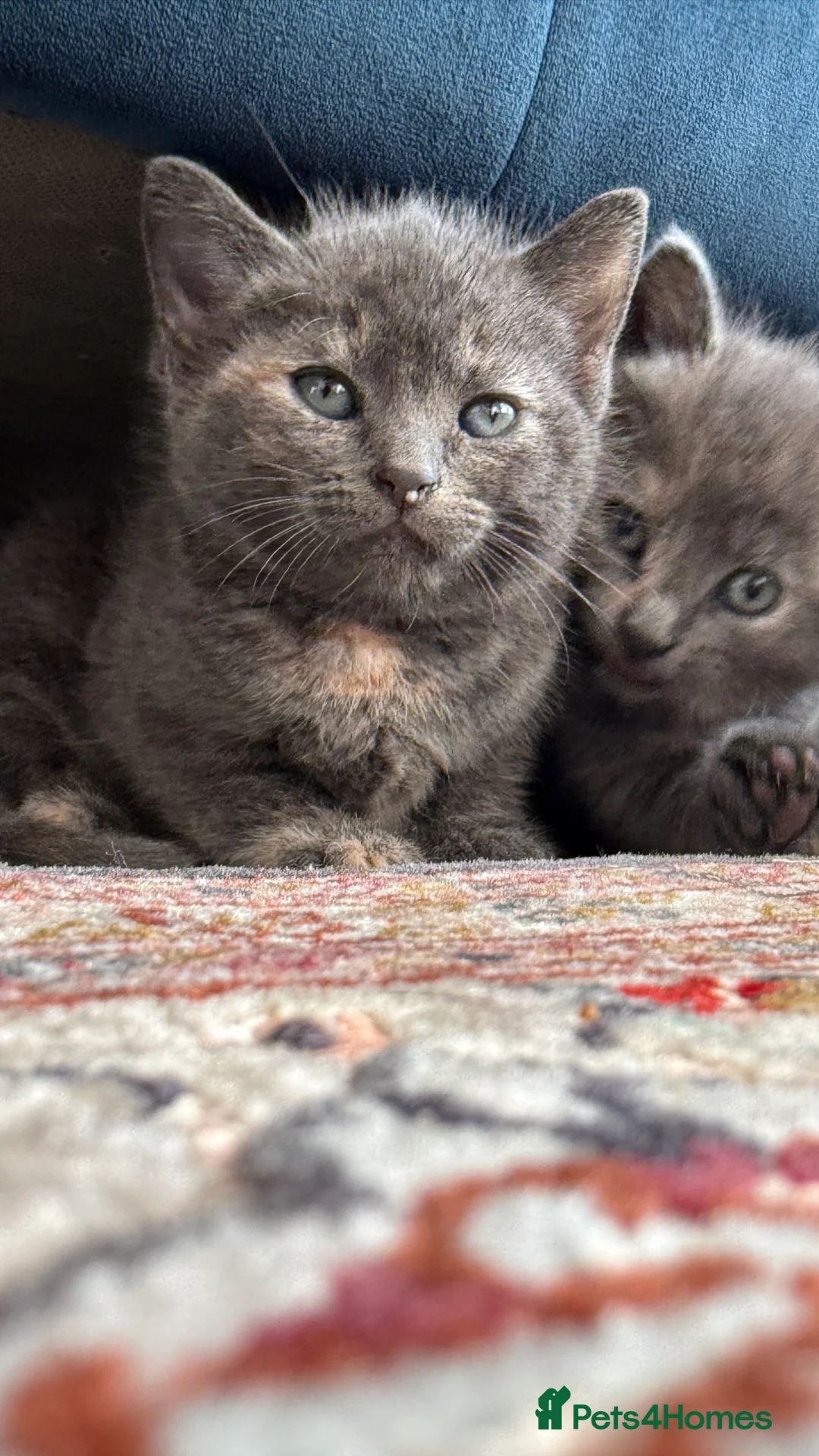 British Shorthair cats for sale: Lovely kittens  - Advert 9