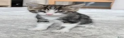 Mixed Breed cats for sale: Tabby Male kitten  - Advert 11