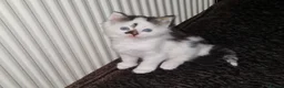 Mixed Breed cats for sale: Playful Cute fluffy kitten ready to leave - Advert 3