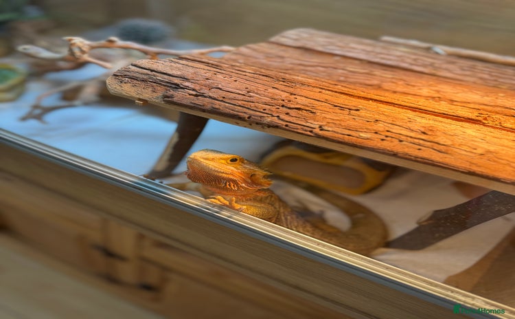 Bearded Dragon reptiles - Advert 1