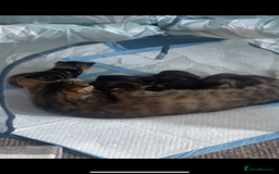 European cats for sale: 8 adorable kittens  - Image 11