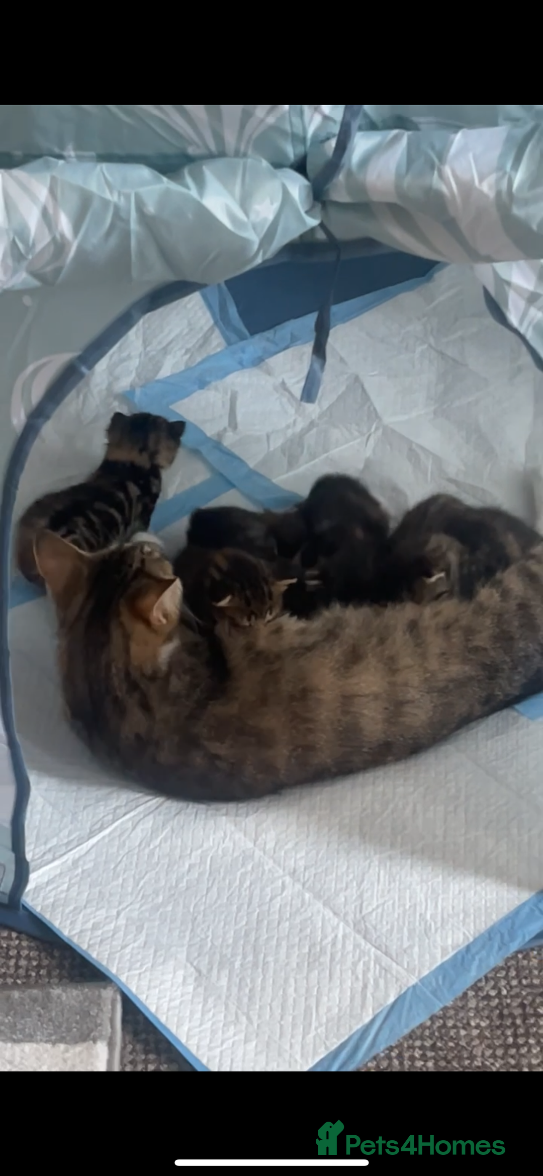European cats for sale: 8 adorable kittens  - Image 11