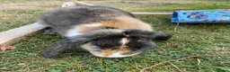 Mini Lop rabbits for sale: Three rabbits for sale - Advert 11