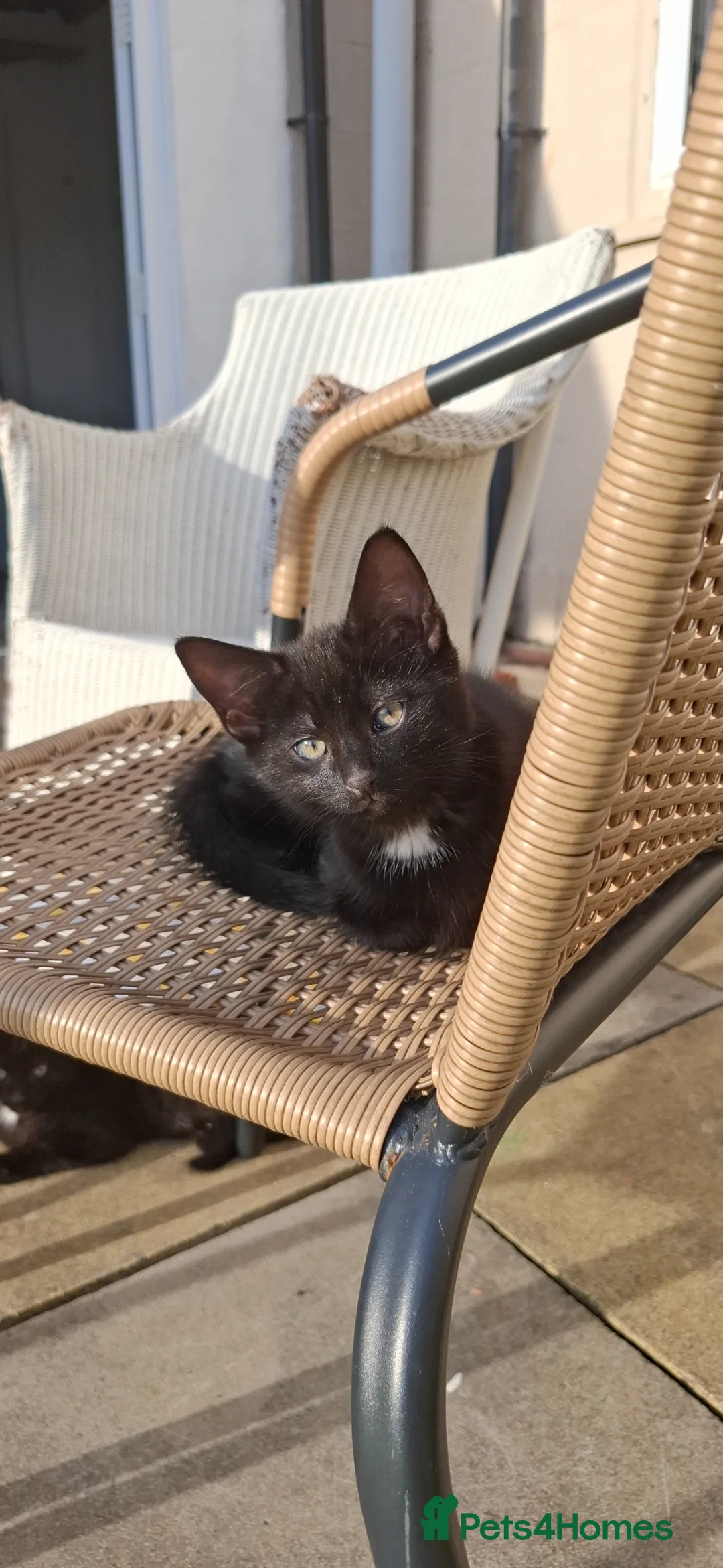 Mixed Breed cats for sale: Three tuxedo brothers in Clevedon - Advert 2
