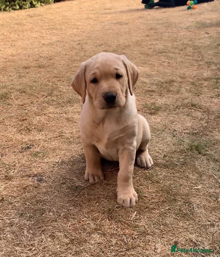 Labrador Retriever dogs KC reg Working Labrador puppies  - Advert 12