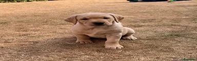 Labrador Retriever 3