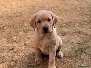 Labrador Retriever dogs KC reg Working Labrador puppies - Advert 12