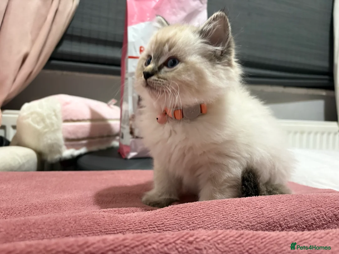 Mixed Breed cats for sale: BSH x Ragdoll Kittens READY NOW in North Shields - Advert 2