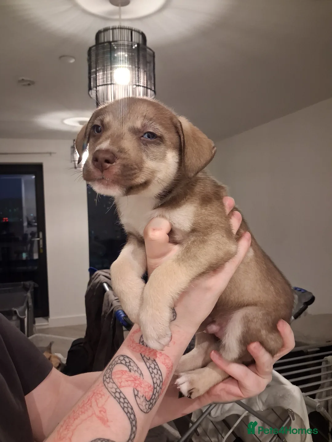 Mixed Breed dogs for sale: Agouti Husky Cross puppies  - Advert 26