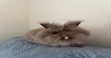 Lionhead rabbits - Advert 7