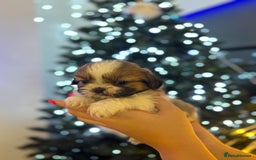 Shih Tzu dogs for sale: Beautiful litter of 6 Shih Tuz pups  - Advert 21