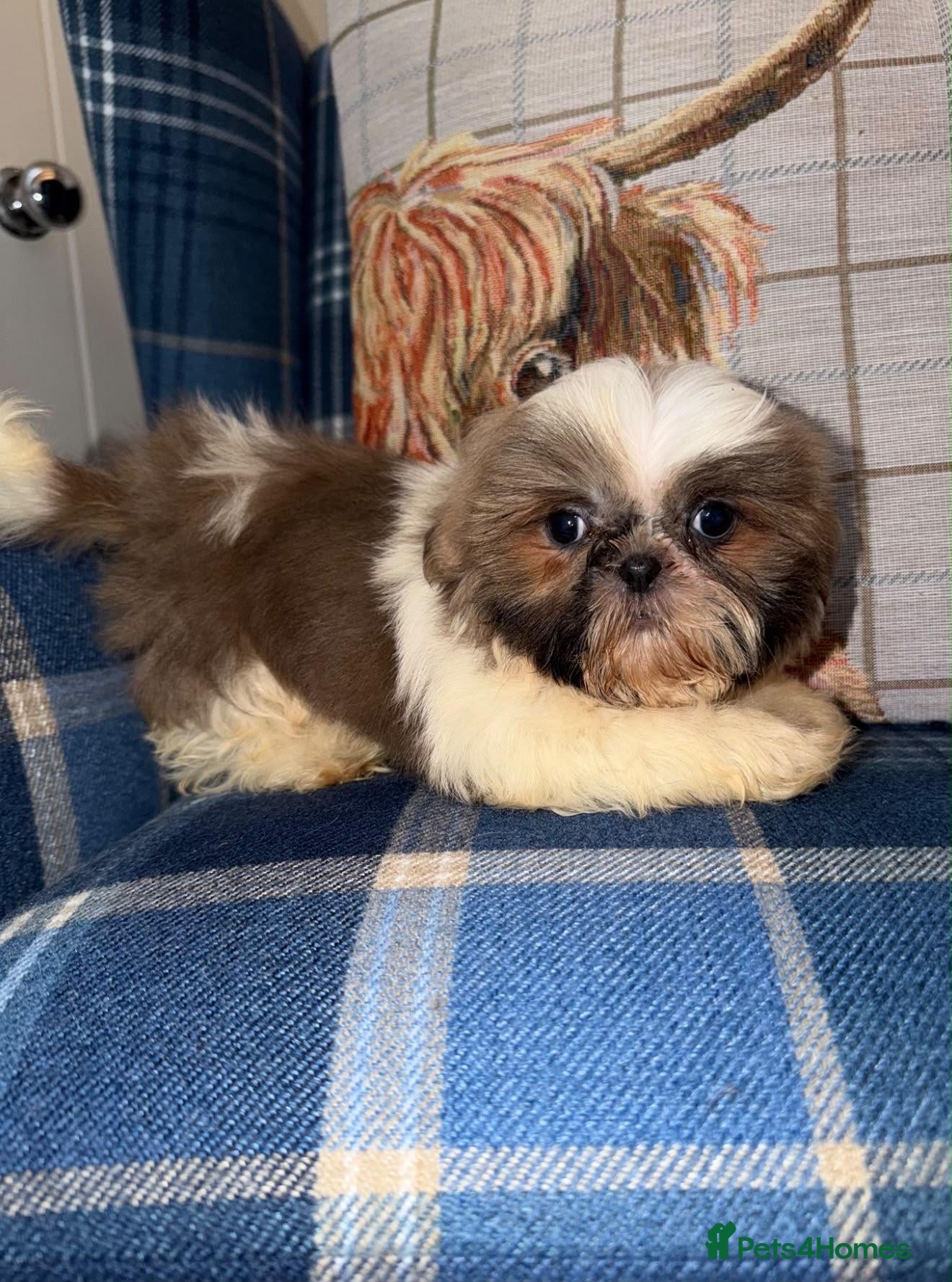 Shih Tzu dogs for sale: One Blue & White Parti Girl left  - Advert 2