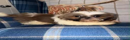 Shih Tzu dogs for sale: 🩷🩷One Blue & White Parti Girl 🩷🩷 - Advert 8