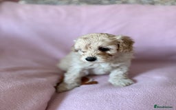 Labradoodle dogs for sale: Last three F1BB mini/toy labradoodle puppies  - Image 15