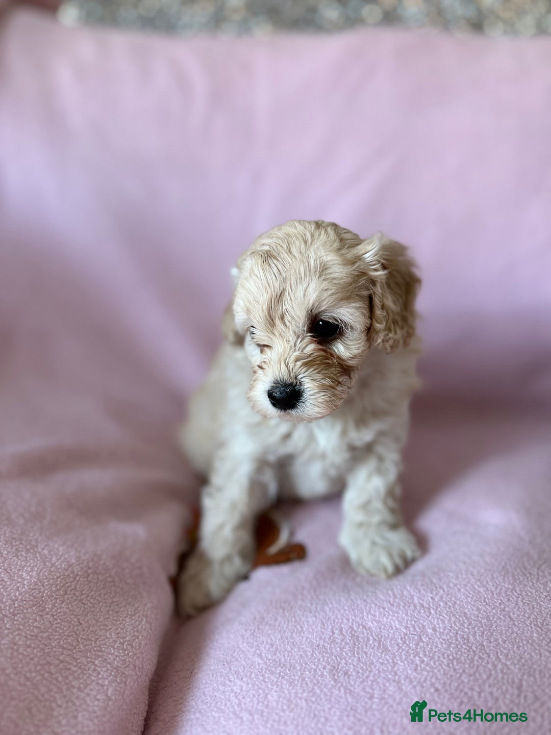 Labradoodle dogs for sale: Last three F1BB mini/toy labradoodle puppies  - Image 15