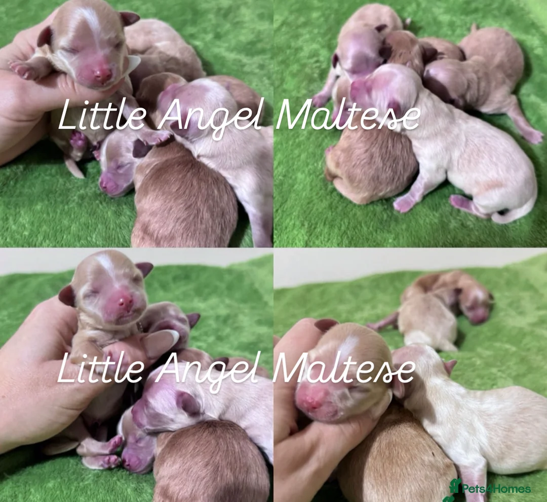 Maltese dogs for stud: 🌟Stunning KC Reg Korean Maltese boy for STUD in Waltham Cross - Advert 13