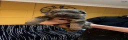 German Shepherd dogs for sale: Blue/Tan Puppies  in Dartford - Advert 4