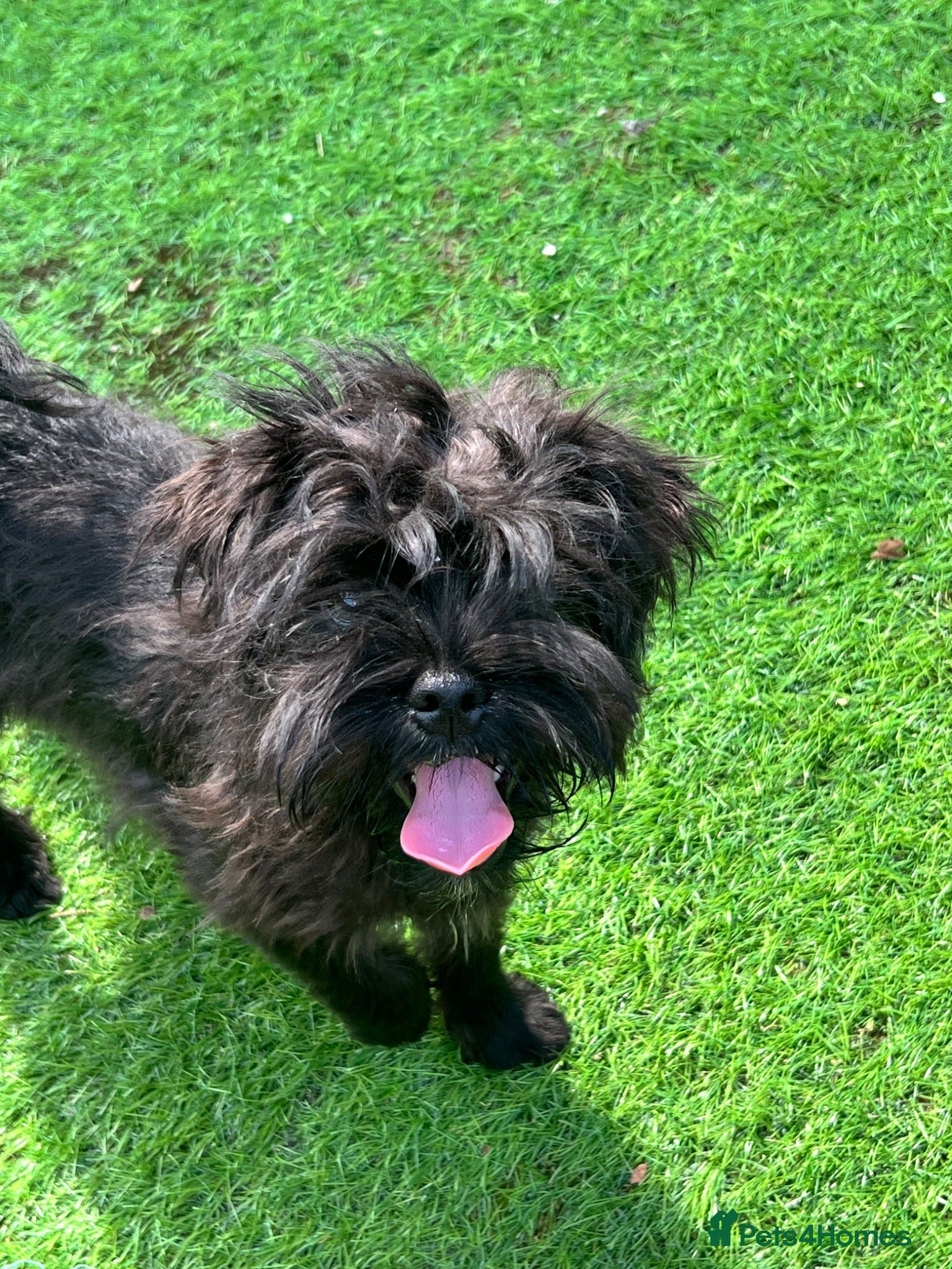 Mixed Breed dogs Schnauzer/schnoodke mix boy and girl ready now - Advert 14
