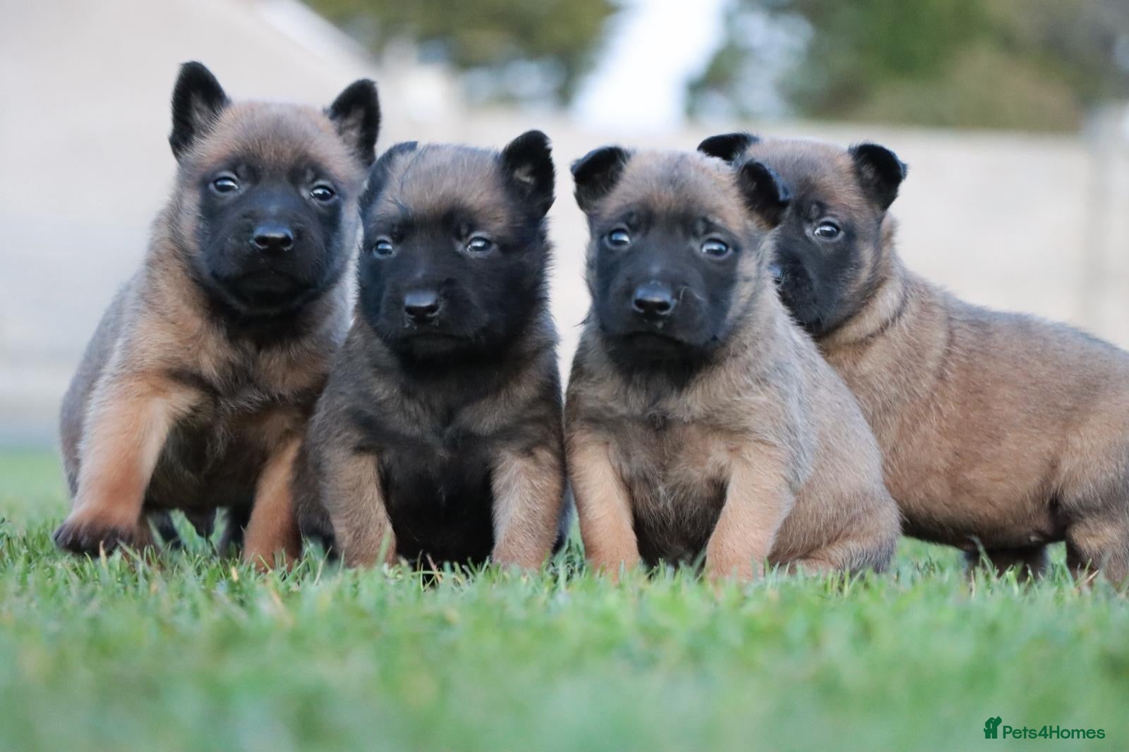 Belgian Shepherd Dog dogs IKC Registered Belgian Malinois - Advert 2