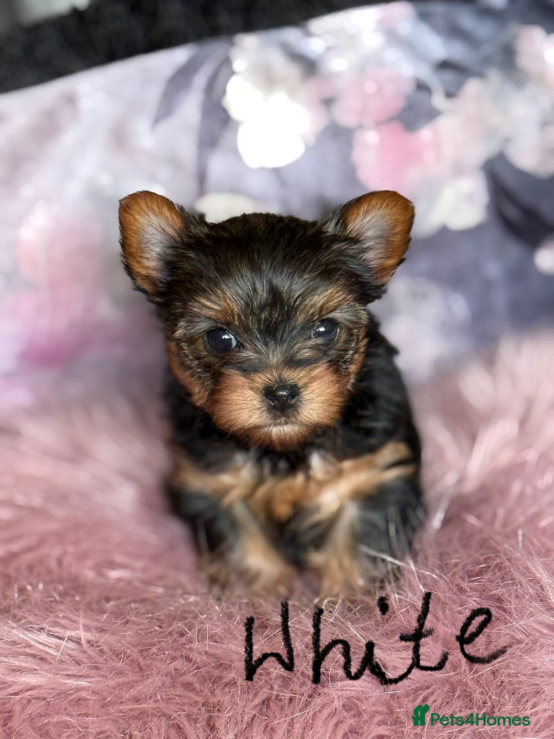 Yorkshire Terrier dogs for sale: ⭐ Yorkieshire Terrier puppies – KC Registered ⭐ - Advert 8