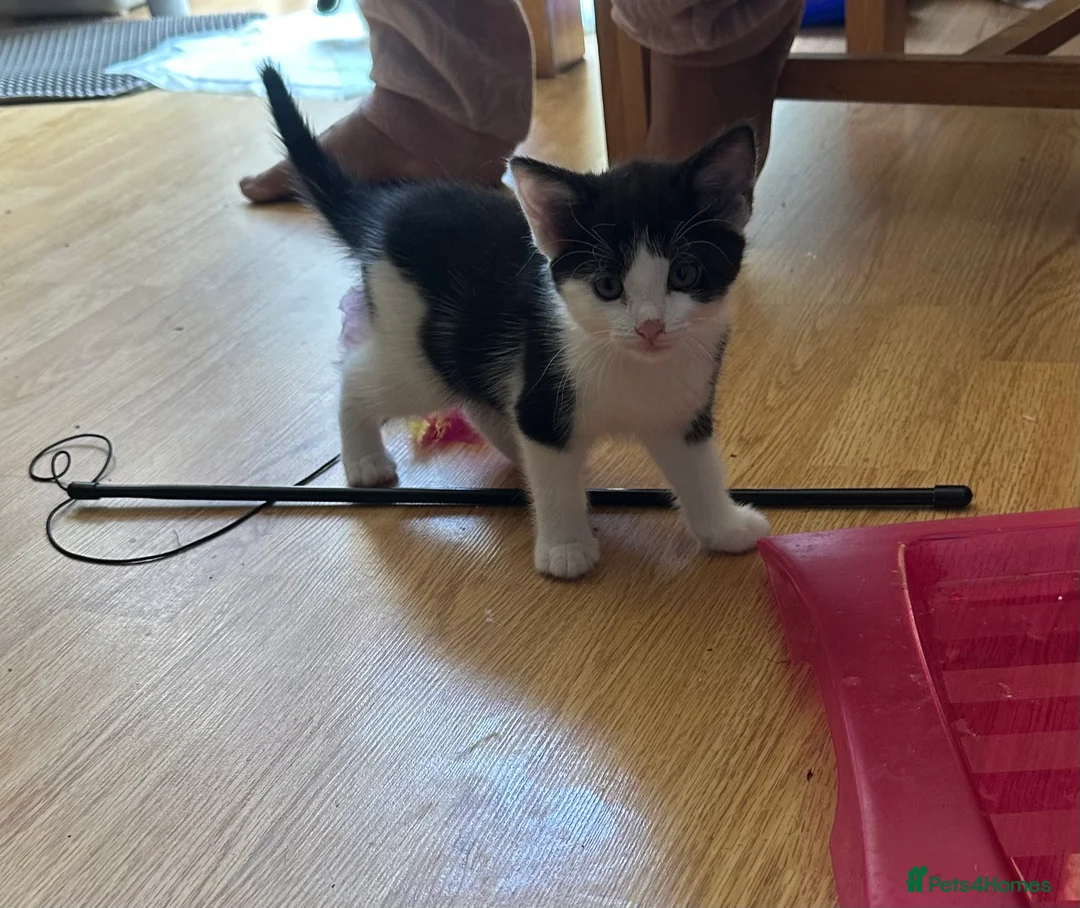 Mixed Breed cats for sale: Kittens looked for new home in Ashford - Advert 2