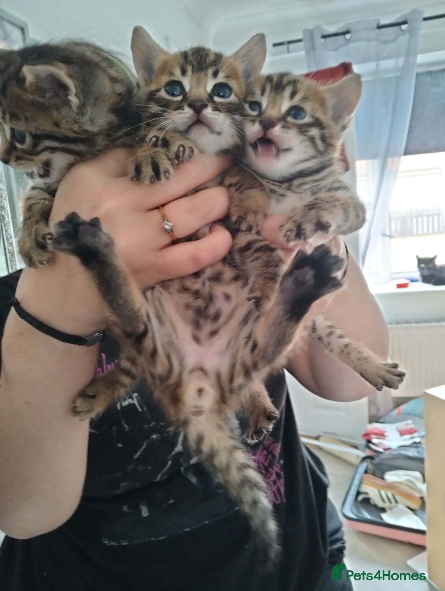 Bengal cats READY NOW - Advert 1