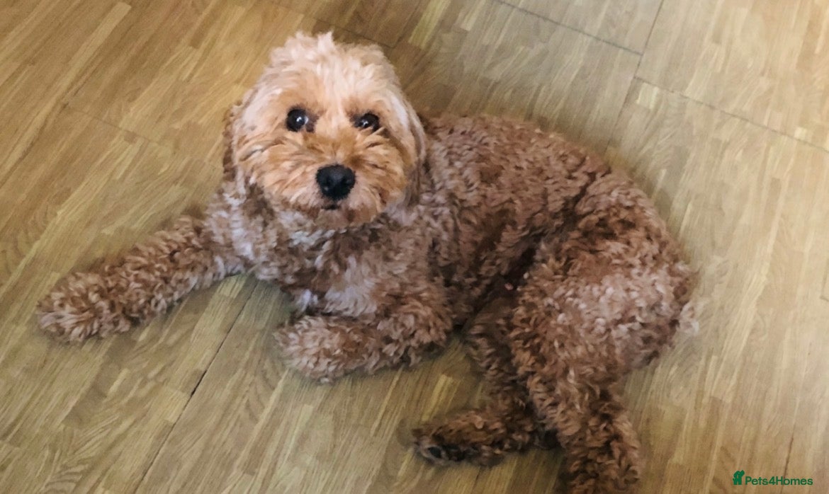 Goldendoodle dogs Stunning Mini Goldendoodle Puppies  - Advert 1