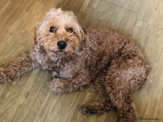 Goldendoodle dogs Stunning Mini Goldendoodle Puppies - Advert 1