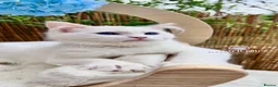 Ragdoll cats for sale: ⭐️AWARD WINNING GCCF CATTERY RAGDOLL KITTENS⭐️ - Advert 9